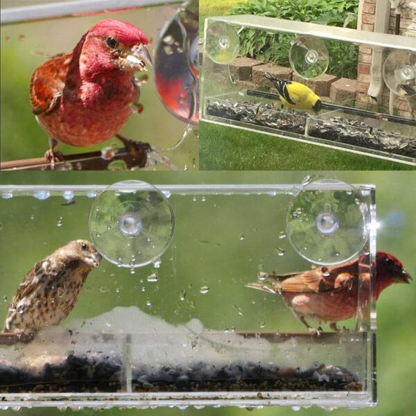 Alimentador de pájaros de ventana - Clear Wild Bird Watching