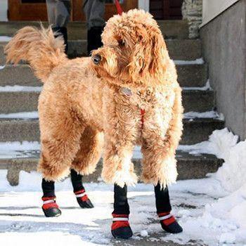 Botas para mascotas - ¡Protege a tu mejor amigo, sin importar la temporada!